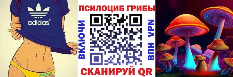 где купить   Жирновск  Псилоцибиновые грибы GOLDEN TEACHER 